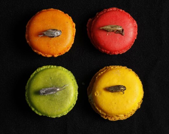 Αυτά είναι τα έντομα που υπάρχουν στις τροφές που τρώμε – Οι φάρμες εντόμων έρχονται από το μέλλον