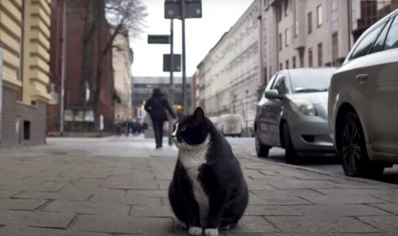 Πολωνία: Ο γάτος – Gacek είναι το κορυφαίο τουριστικό αξιοθέατο της πόλης Szczecin