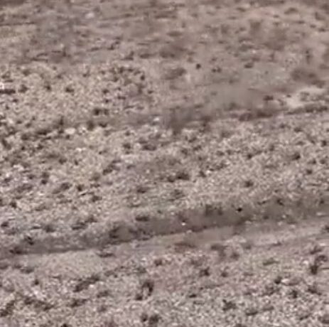 Νεβάδα: Εκατομμύρια τεράστιοι «γρύλοι μορμόνοι» προκαλούν τρόμο