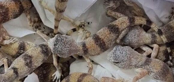 Πήγε στο αεροδρόμιο με… 90 ερπετά στη βαλίτσα – Η δικαιολογία που είπε