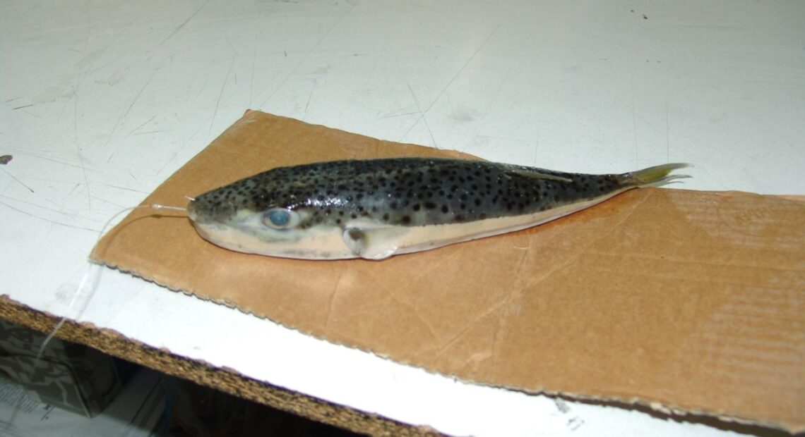 Έκθεση σοκ: Στα 423 δισ