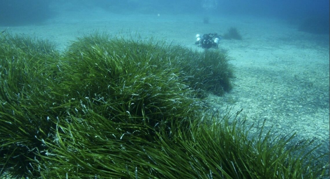 Ίδρυμα Vodafone: Εκκινεί νέο περιβαλλοντικό πρόγραμμα για τη χαρτογράφηση της Ποσειδωνίας στις ελληνικές θάλασσες (pics)