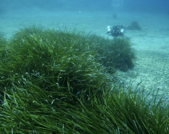 Ίδρυμα Vodafone: Εκκινεί νέο περιβαλλοντικό πρόγραμμα για τη χαρτογράφηση της Ποσειδωνίας στις ελληνικές θάλασσες (pics)