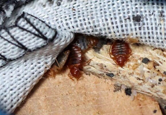 Παρίσι: Οι κοριοί στην Εβδομάδα Μόδας, τρόμαξαν τους Influencers από την Αμερική