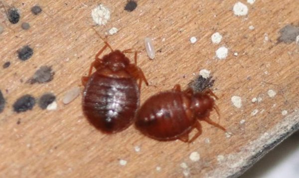 Επιδρομή κοριών στη Νότια Κορέα – Έλεγχοι σε σάουνες, ξενοδοχεία και δημόσια λουτρά